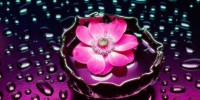 lotus-flower lotus-flower