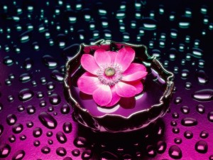 lotus-flower